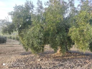 Propriété  Termino de baena. 9 fanegas de olivar marteño