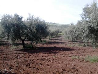 Finca rústica  Termino de baena. 73 fanegas de 1 pie
