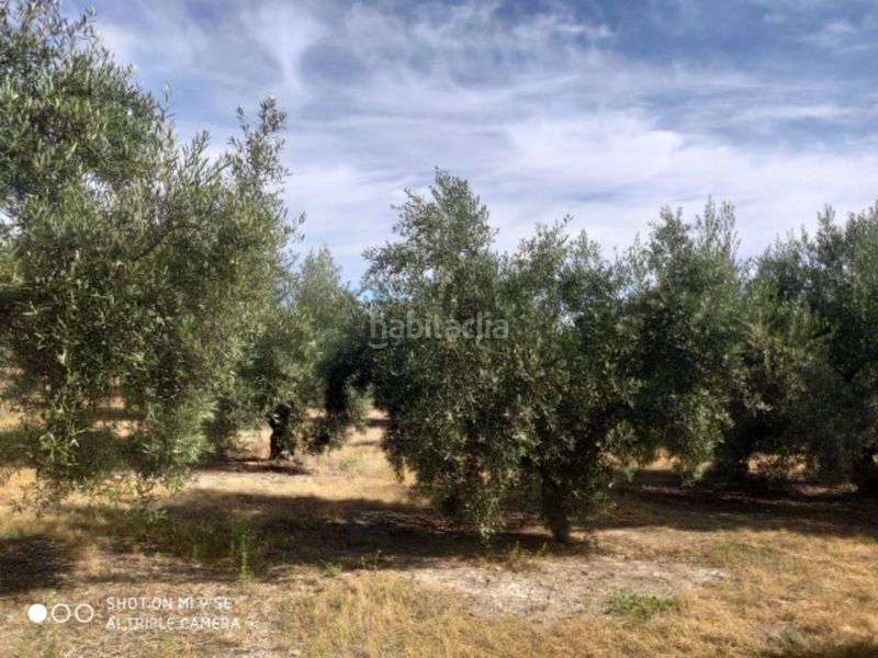 Foto 5c5b8b22-8d4c-49c1-abf3-9f966d33ce23. Finca rústica a Baena