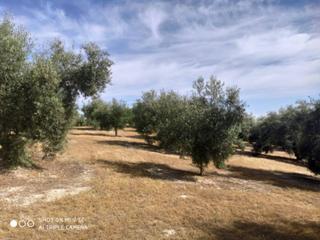 Finca rústica  Termino de baena. 3 fanegas ruedo de baena