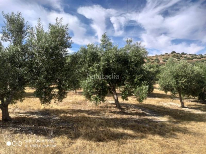 Foto f1cc179d-a8f4-47d7-a8b6-f879eef99005. Finca rústica a Baena