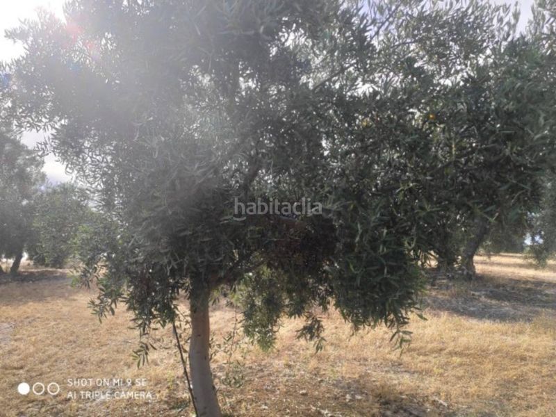 Foto fc0e3afb-9223-46d5-907a-229647e0ef56. Finca rústica a Baena
