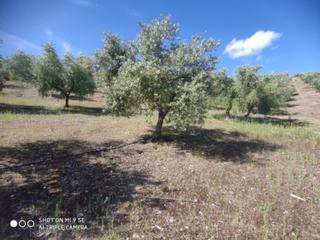 Propriété  Termino de baena. Olivar de 8 fanegas a un precio increible