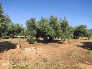 Propriété  Termino de baena. Olivar entra baena y carteya a pie de carretera