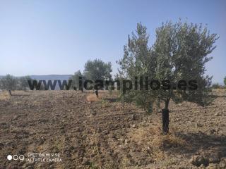 Propriété  Termino de baena. Cuatro fanegas y media de plantación joven