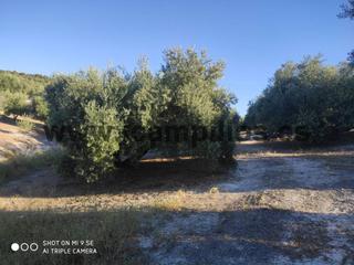 Propriété  Termino de baena. Olivar a pie de carretera marteño