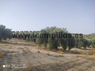 Propriété  Termino de baena. Finca entre baena y luque