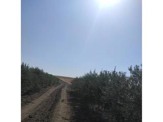 Propriété  Termino de cordoba. Olivar superintensivo