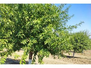 Finca rústica  Termino de villafranca. 7 fanegas regadio almendros
