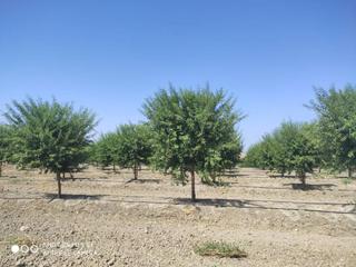 Propriété  Termino de cordoba. Finca de almendros de regadio