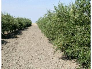 Propriété  Termino de cordoba. 36 hectareas olivar superintensivo