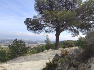 Finca r�stica  Cv-815. Venta del tesoro escondico finca el litero en castalla