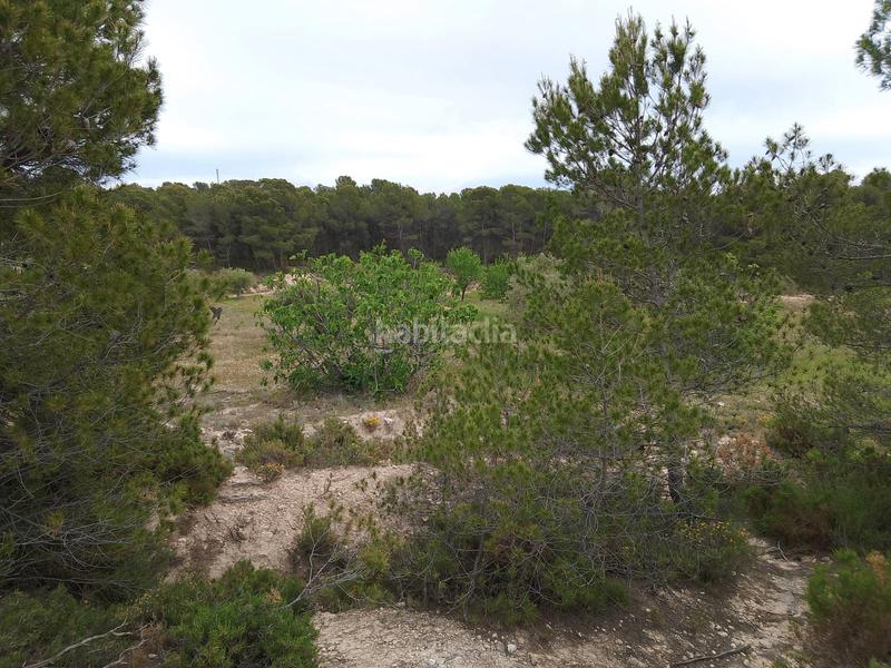 Foto 6a2c3233-0cc6-425c-b613-5afdb1f82603. Rural plot in Tibi