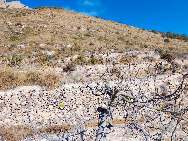 Foto 57a70015-d2c3-4899-9dc9-4db5c9b78156. Finca rústica a avinguda les llometes 30a a Tibi