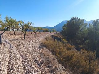 Rural plot  Partida torrosellas. Venta de finca rustica para construir una vivienda unifamiliar