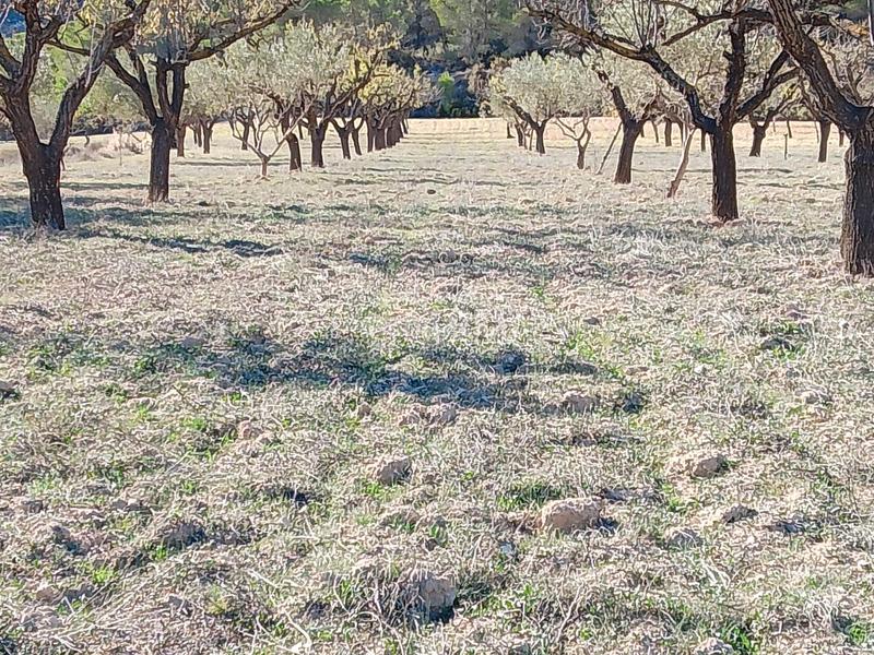 Foto 87ba37da-0d54-4041-8b83-46ccb99c0971. Finca rústica a Tibi