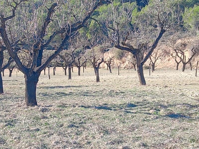 Foto 87f33f7a-ad59-481f-a602-3e219fe07320. Finca rústica a Tibi