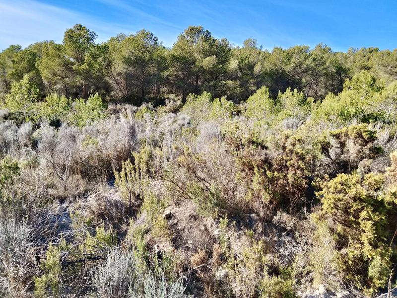 Foto ac22a9d4-dd67-4c63-a15f-3f354eb8f8da. Finca rústica a Tibi