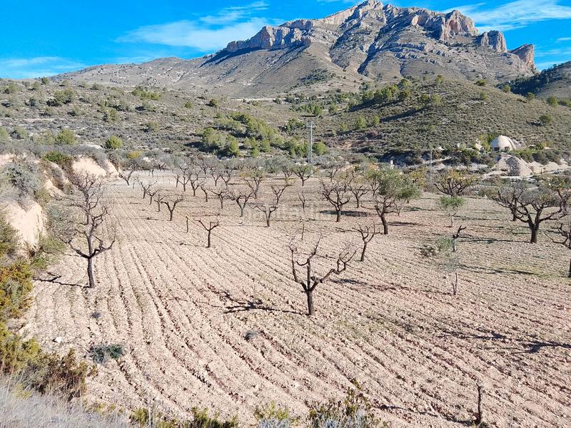 Foto bd5ddbdb-2663-4a34-aab1-43a476ab611c. Finca rústica a Tibi