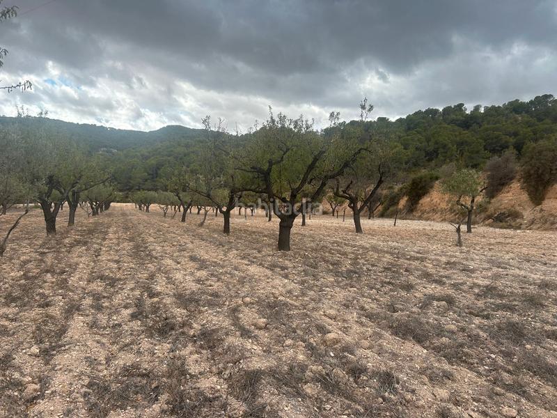 Foto df4dad46-c6bc-4cfc-8f8e-d9f129f1470d. Finca rústica a Tibi