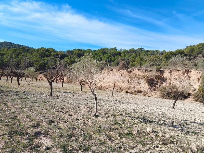 Foto e83a1423-20de-483d-9e82-ae095a6f05a7. Finca rústica a Tibi