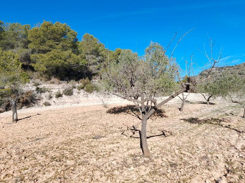 Foto fbae27ef-e6b4-47a2-94fd-7e8fa333f73e. Finca rústica a Tibi