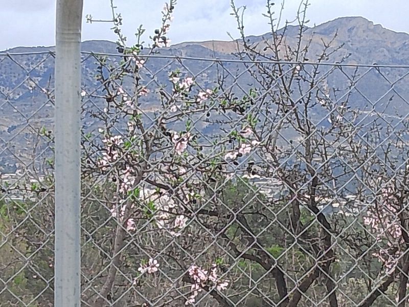 Foto 6572fb36-d508-4b67-a0f0-bdec5d04999a. Xalet amb xemeneia aparcament a Tibi