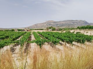 Finca rústica  Partida rochet. Terreno rústico de regadio en agost - oportunidad agrícola y res