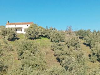 Propriété à Pozoblanco. 950 olivos en pozoblanco (córdoba)