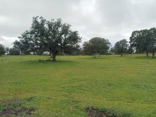 Finca rústica a Conquista. Finca de dehesa de 40 hectáreas