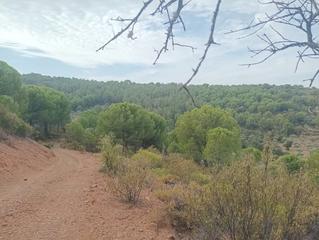Propriété à Pozoblanco. Finca de recreo y caza 16 hectáreas alcaracejos (córdoba)