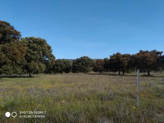 Finca rústica a Almadén. Finca ganadera en almadén ( ciudad real)