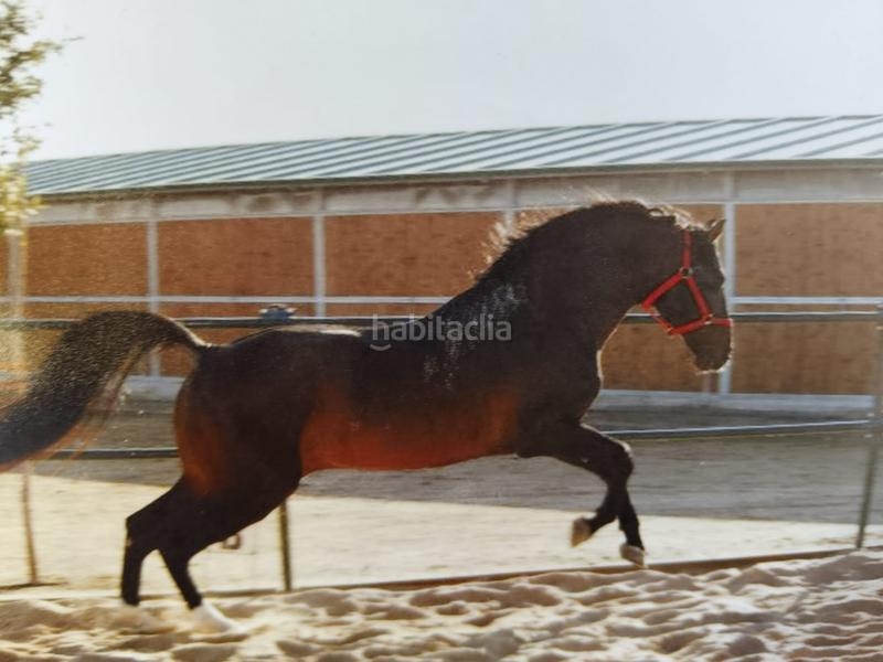 Foto 222d96ad-2479-43c0-8df8-15aee7efa551. Casa a Almenara