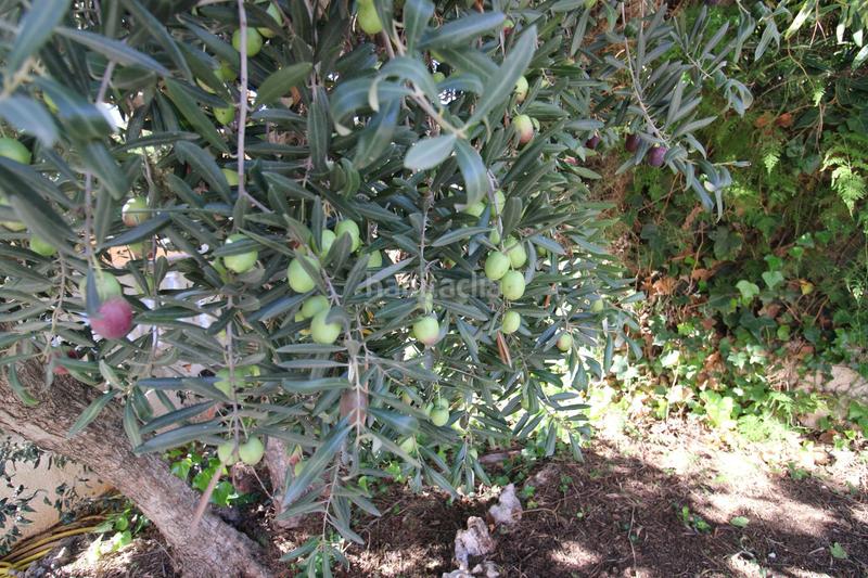 Foto 708a272c-977e-49fa-9062-1989dacbd9e2. Casa chalet muy espacioso con varias opciones en Torre en Conill-Cumbres de San Antonio Bétera