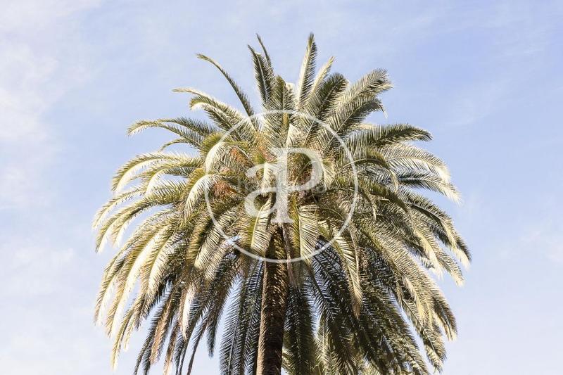 Foto 02da40a9-9812-412c-8bc0-463a3ae63ae0. Terreno residencial en Puçol ciudad Puçol