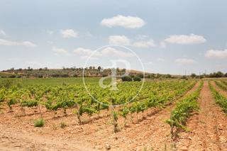 Terreny residencial a Requena