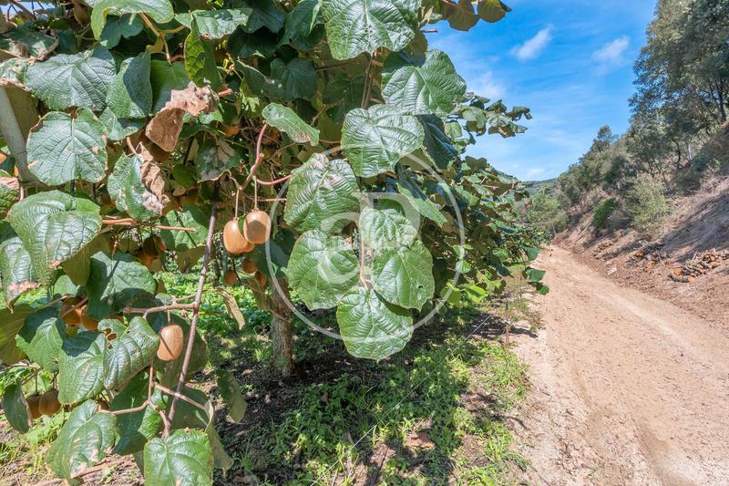 Foto 3c7f2568-db53-444f-b7af-aaa24dcdb0c6. Mas avec chauffage parking dans Rocaferrera Sant Andreu de Llavaneres