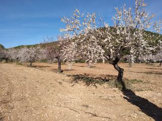 Residential Plot in Bullas