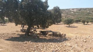 Mas à PAU 2-600. Excelente finca de caza bien comunicada en proximidad almodovar