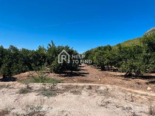 Finca rústica a Palma de Gandía. Finca 1,6 hectareas clemenvilla partida portell