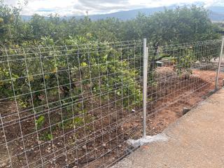 Finca rústica a Carrer constitució 81. Parcela vallada con naranjos variedad lane-late con fertirrigaci