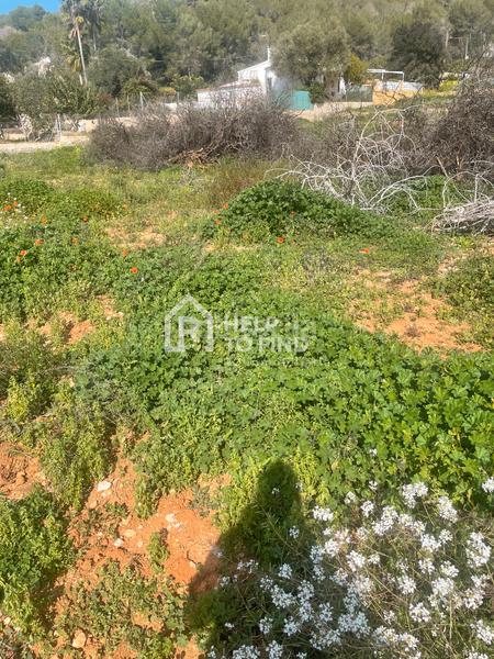 Foto 58d92702-78a2-4ba9-a1de-1b2298aa3d3a. Finca rústica parcela marxuquera excelente ubicación en Palma de Gandía