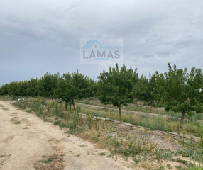 Finca rústica a Saucedilla. Finca de regadío de almendros en saucedilla