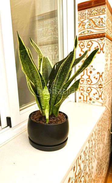 Foto 6297ce44-f10a-4f20-871f-de8d126aae1b. Apartament a Tarifa ciudad Tarifa