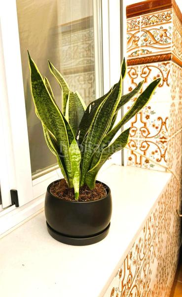 Foto c003b592-37a7-4ef1-baab-d0a4eaa97e01. Apartament a Tarifa ciudad Tarifa