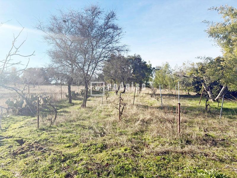 Foto 125890e4-7120-4ede-b96d-d74e8ec2b7f6. Casa  independiente en gran finca en Cadalso de los Vidrios