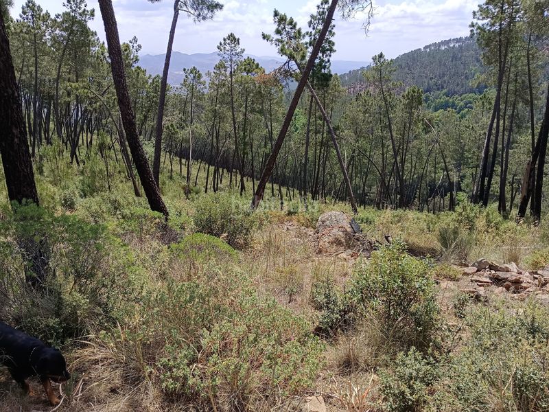 Foto 2b70da28-e5b8-4896-855e-3bf93308f40b. Terreny residencial a Monesterio