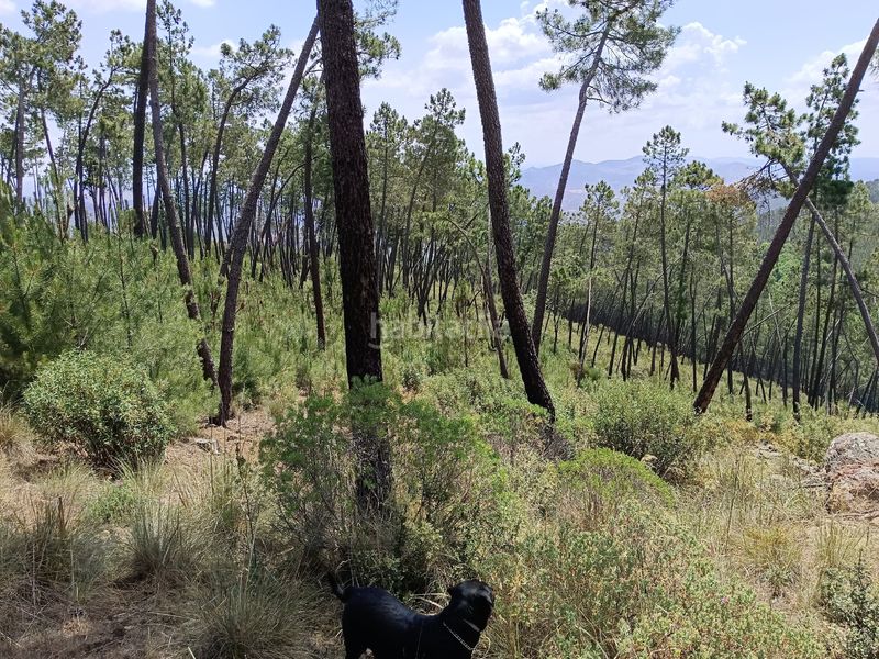 Foto dba06d39-3d37-495c-a01a-045834d0e851. Terreny residencial a Monesterio