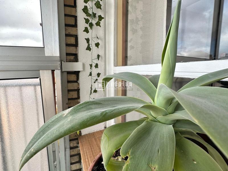 Foto de9534c3-ad3a-45cc-ac77-11968ce8c447. Rent flat in puente colgante 11 in Plaza de Toros Valladolid