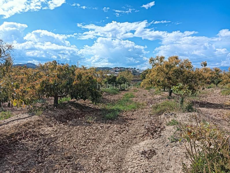 Foto 2b9f3fe5-1a8a-44e1-89a4-c0dd636c19db. Finca rústica en calle la vega 4 en Poniente-Faro Torre del Mar